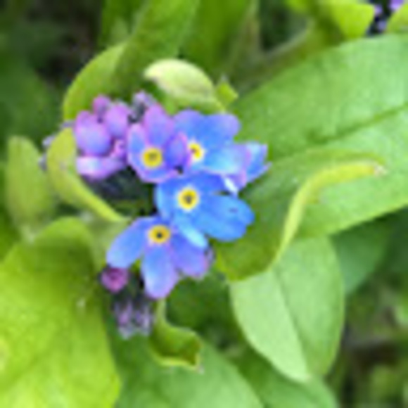 Meet your Posher, C - Picture 1 of 1